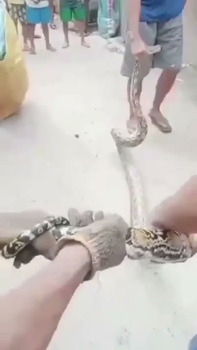 Reticulated Python (SAWA) - YouTube