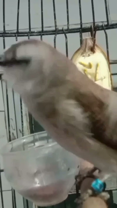 trucuk Gacor rasa Cucak Rowo #trucuk #ropeltrucukan