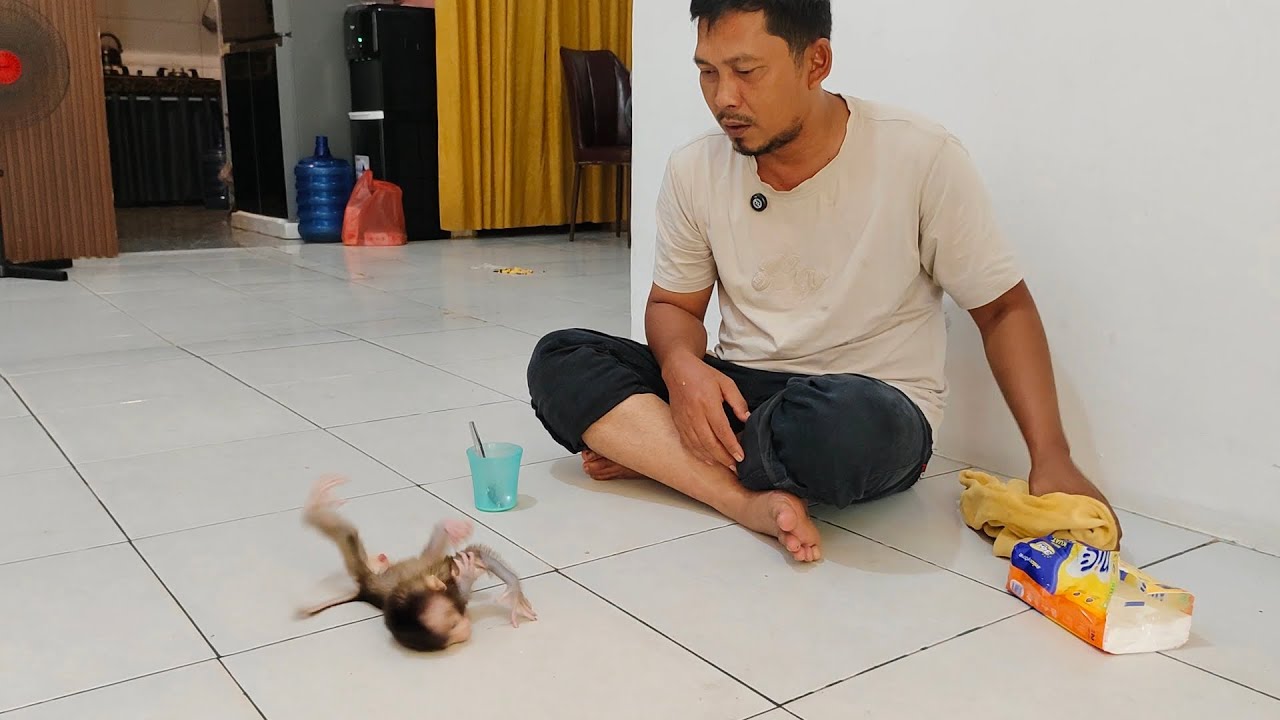 Oh my god 😱🥵😰hysterical, excessive tantrum from baby monkey Milo, not wanting to be put on the floor