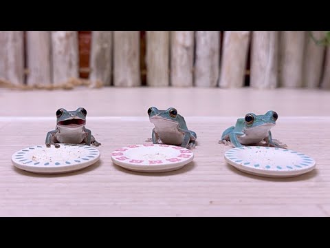 【カエル♬ページ】　My  I tried using 3 food bowls to keep them from fighting, and here's