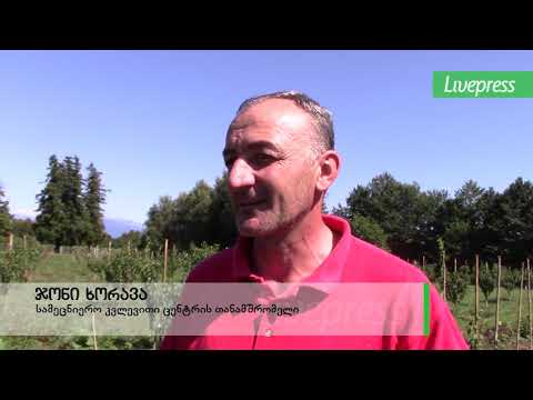 სანერგე ჩხოროწყუში