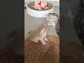 #funny #funnypets #youtube #cat #funnyanimals #youtubeshorts