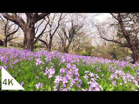 【4K】Cherry blossom viewing walk in Showa Memorial Park - Tokyo, Japan