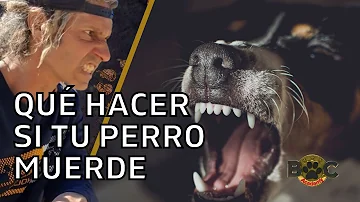 ¿Qué debo hacer si mi perro me muerde inmediatamente?