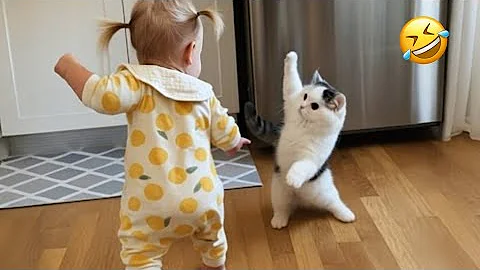 Watch the video about FUNNIEST Cat Fights Ever Caught On Camera 😹