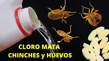 ¿Qué mata las chinches y sus huevos de forma natural?