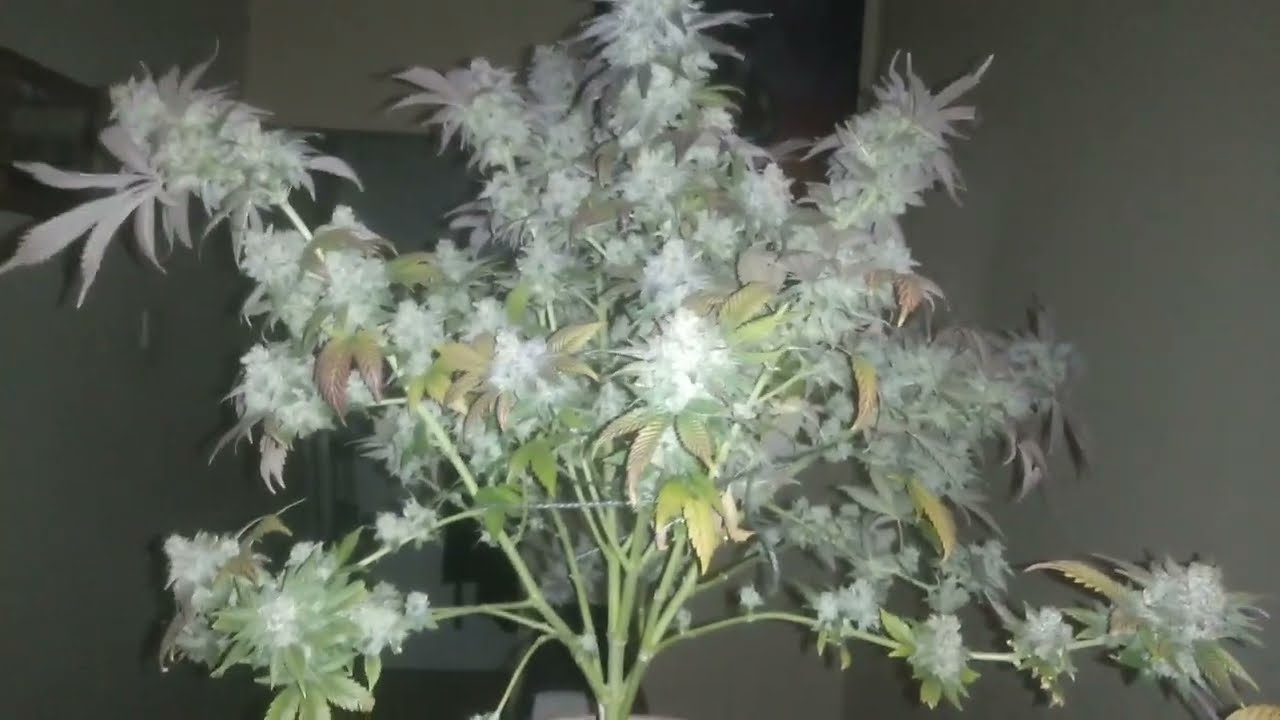 Royal Queen Seeds 🔥 CRITICAL