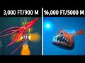 Journey Into Ocean Depths: Unveiling the Mysteries of Marine Life