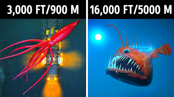 Fascinating 3D Journey to the Ocean Depths