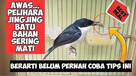 TIPS MERAWAT BURUNG JINGJING BATU BAHAN AGAR TIDAK MUDAH MATI