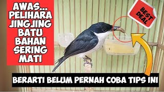 TIPS MERAWAT BURUNG JINGJING BATU BAHAN AGAR TIDAK MUDAH MATI