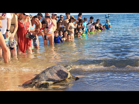 วีดีโอ: Kahala Hotel & รีสอร์ทฉลองครบรอบ 50 ปีบนเกาะโออาฮู