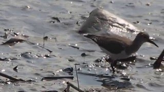 1050328蘆洲二重疏洪道出口磯鷸1