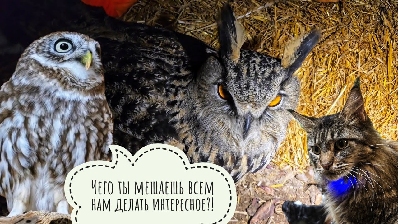 Кошка Морошка выбирает себе цветочки на праздник, сыч Лучик не против. Сова Ёль копает вторую ямку