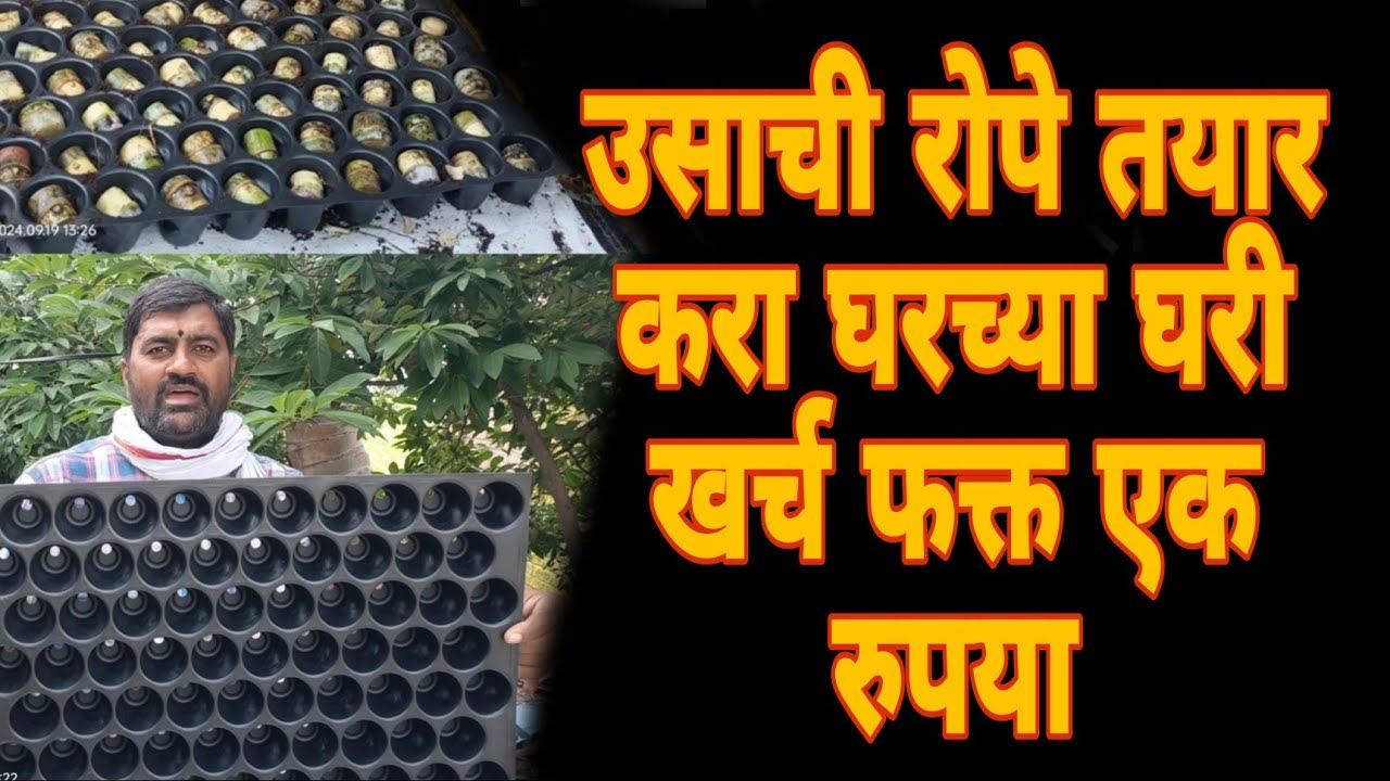 Sugarcane Plating Method | ऊसाची रोपे तयार करा घरीच कमी खर्चात | #sugarcane #method #गावकरी