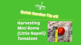 Harvesting Little Napoli/Mini Roma Tomatoes