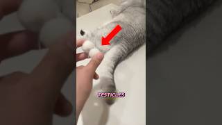 Milos Precious Baby Eggs Stolen