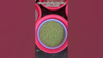 Ngâm hạt làm Ngũ Cốc | Bột ngũ cốc mầm Kim Hồng