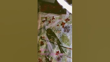 Making a wet cyanotype under my uv lamp alternative process photography printmaking birds no cat