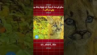 این  سگ  چوچه  پشک  رو  بزرگ  کرد  ولی       سمعها