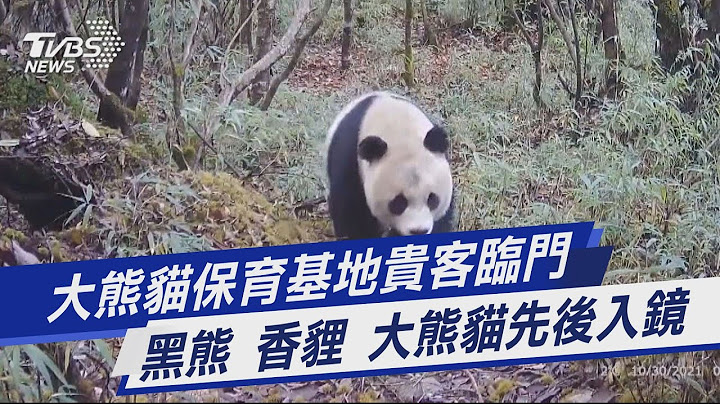 圖文故事／大熊貓保育基地貴客臨門 黑熊 香貍 大熊貓先後入鏡｜TVBS新聞 - 天天要聞