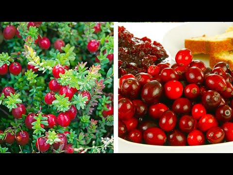 वीडियो: गार्डन क्रैनबेरी कैसे उगाए जाते हैं। रोपण और पौधों की देखभाल