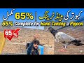 65% Complete! Hand Taming My Pigeon 🕊️🔥 (Amazing Progress)