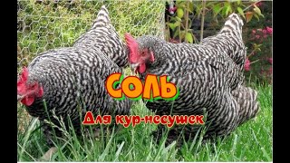 Соль для кур-несушек.