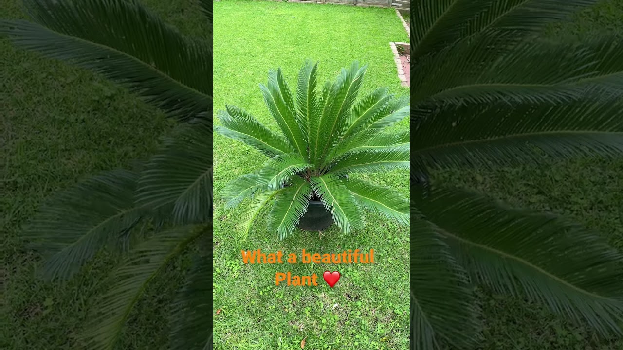 Cycad plant