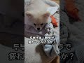 散歩で疲れた小犬#ポメラニアン