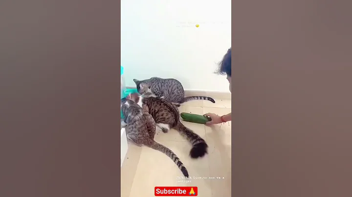 Video 11151311: cat kitten kitty meow, kitty meow funny cats, cat funnycatvideos meow, cuty kitty cat, funny cat reaction kittens