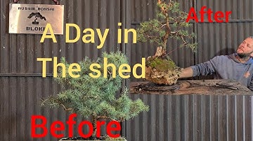 Cedar transformation, Aussie Bonsai Bloke