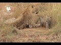 Leopard mother washing her cub