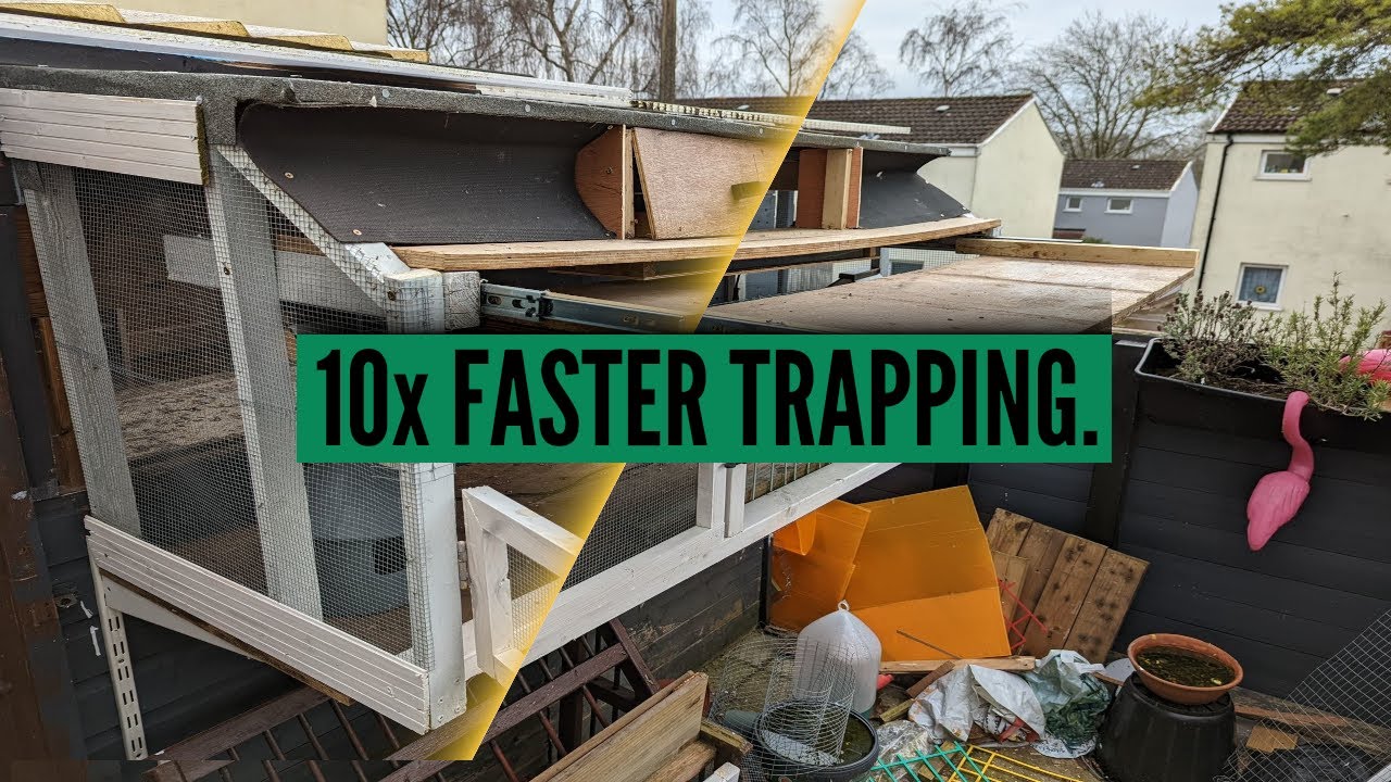 Best Racing Pigeon Loft Trap Door YouTube