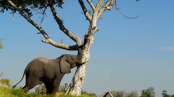 Elephant: The King of Kalahari