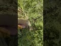 Margarita. Una planta nueva con una ramita.