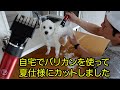 【暑さ対策】犬用のバリカン『Pateker』（パテッカー）で犬2匹をカットしました。