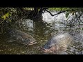 PECES EN SU HÁBITAT NATURAL! 🐟 Misterio en el fondo del río #campo #pesca #tilapia #aventura #rio 
