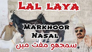 Lal Goat Farm Pe Agai Markhoor Breed Ka Pair Aj Ki Video Be Hairaan Kr Dia