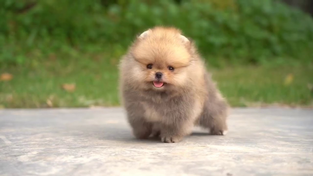 Cute teddy bear Pomeranian Puppy