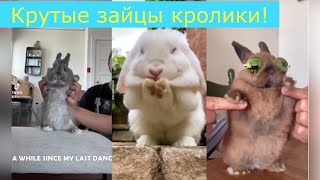 Забавные животные  Выпуск 44