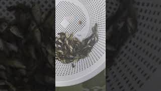 Monosex Tilapia seed stocking in biofloc tank 9655772232