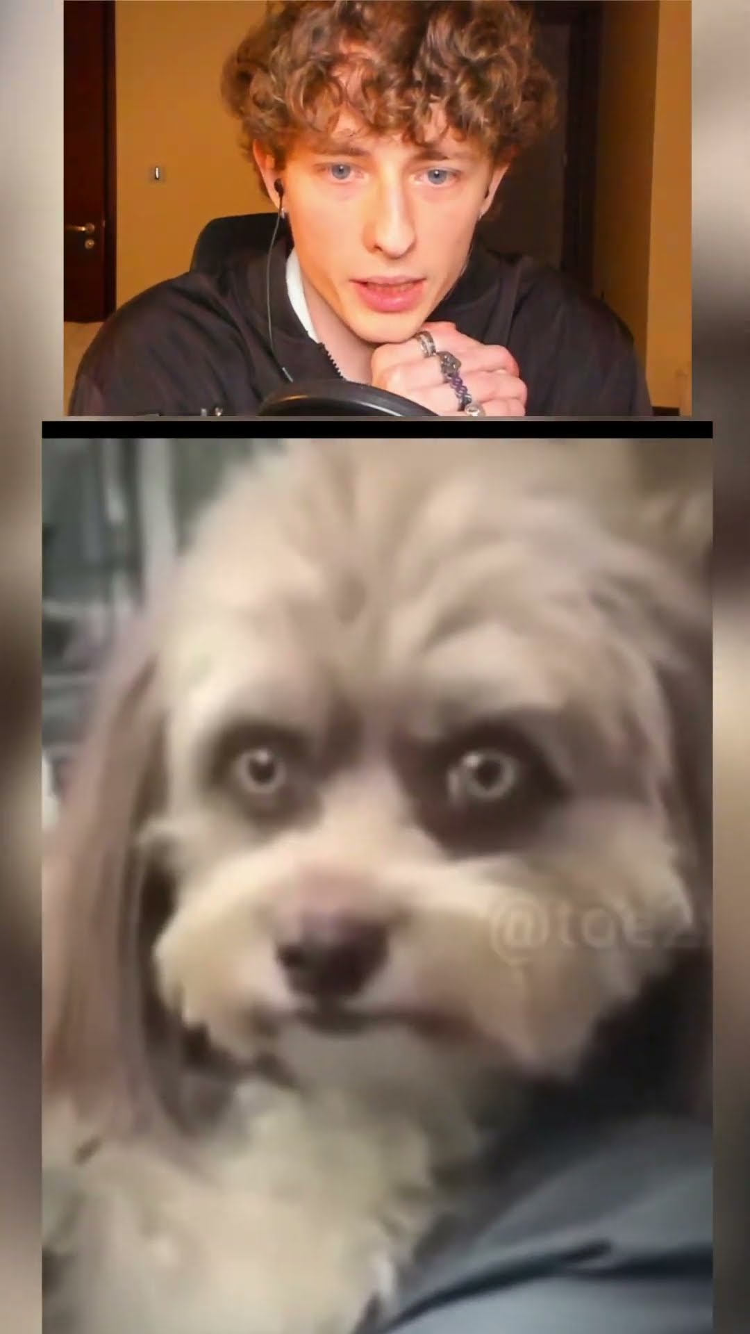 Animales que dan MIEDO??