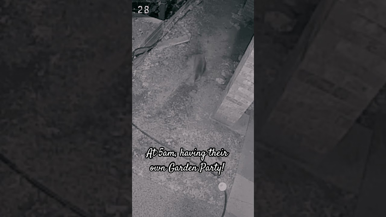 Midnight Masked Marauders!