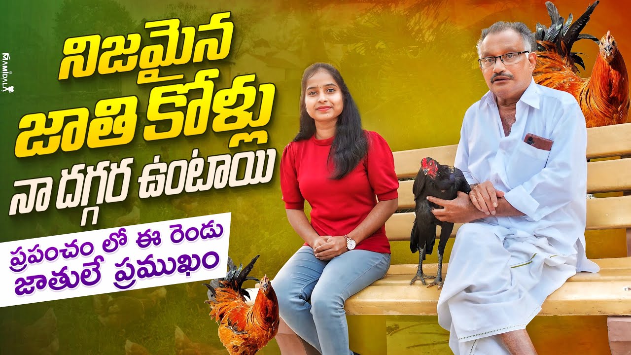 జాతి కోళ్ల గురించి చాల మందికి తెలియదు , పెరూ కోళ్లు కూడా జాతి కోళ్లు అని అమ్ముతున్నారు