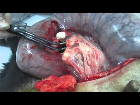 +18. exclusive. Giant uterus in the dog. Гигантская пиометра у собаки......