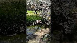 【※No sound】Kyoto-Gyoen  Imperial Garden【Kyoto Travel Guide】 #Shorts