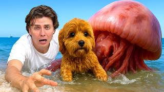Download Lagu Jellyfish ATTACKED her PUPPY!! will he be OKAY… MP3 Download Lagu Jellyfish ATTACKED her PUPPY!! will he be OKAY… MP3