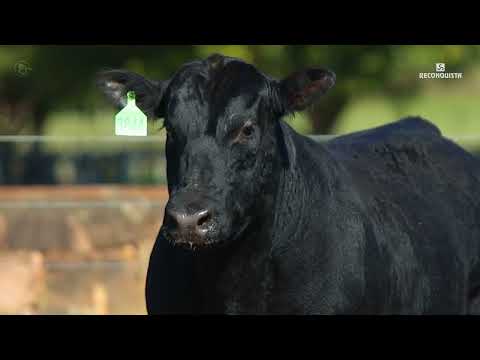 LOTE 25   TAT TE3844 M Angus