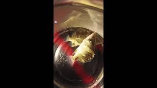 'Close-Up of Night Fish: Glimmering Fins Under the Spotlight!'  